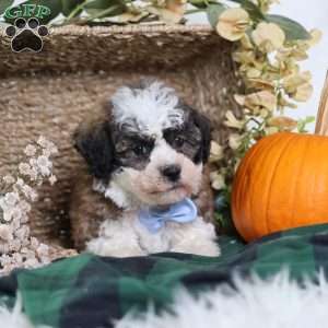 Flops, Teddy Bear Puppy